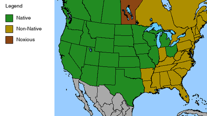 Showy Milkweed Plant - Asclepias speciosa  - 2" Plug