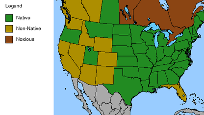 Common Milkweed Plant - Asclepias syriaca - 2" Plug