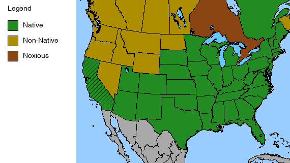 Butterfly Weed Plant - Asclepias tuberosa - 2" Plug