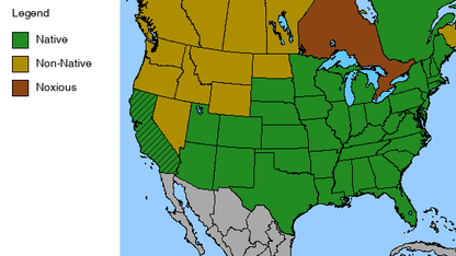 Butterfly Weed Plant - Asclepias tuberosa - 2" Plug