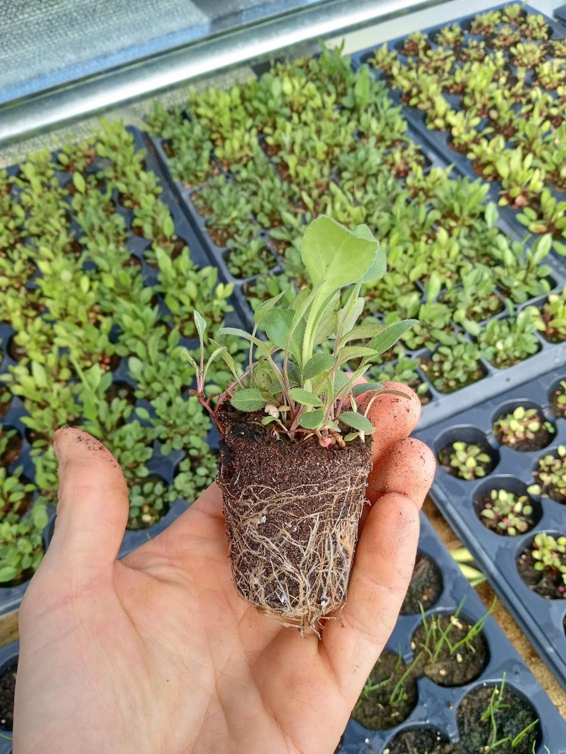New England Aster Plant - Symphyotrichum novae-angliae - 2" Plug