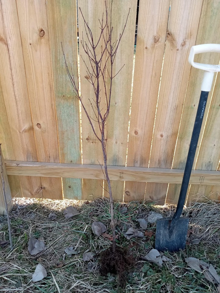 Atropurpureum Japanese Maple