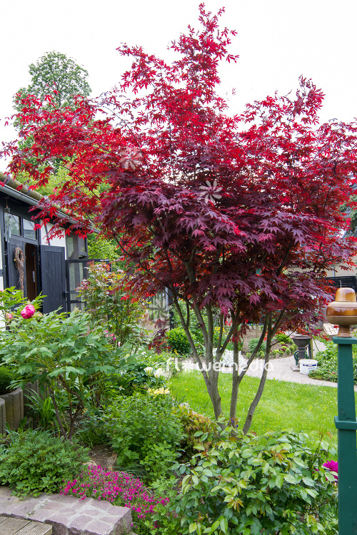 Atropurpureum Japanese Maple