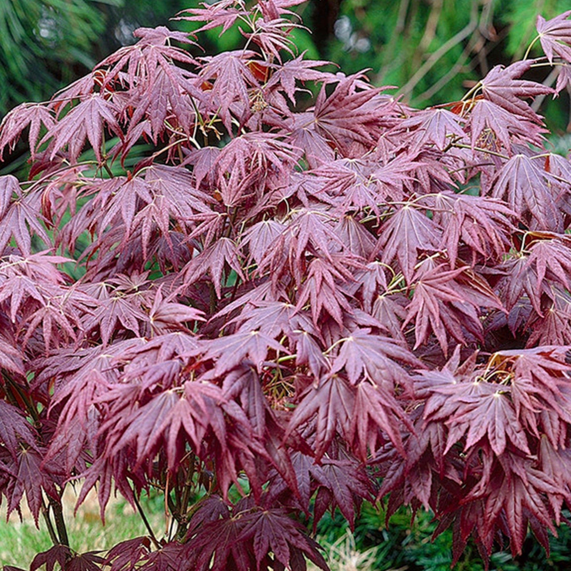 Atropurpureum Japanese Maple