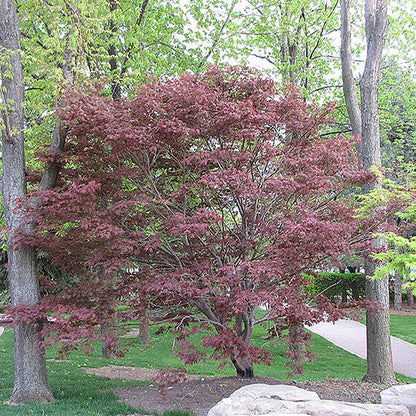Atropurpureum Japanese Maple