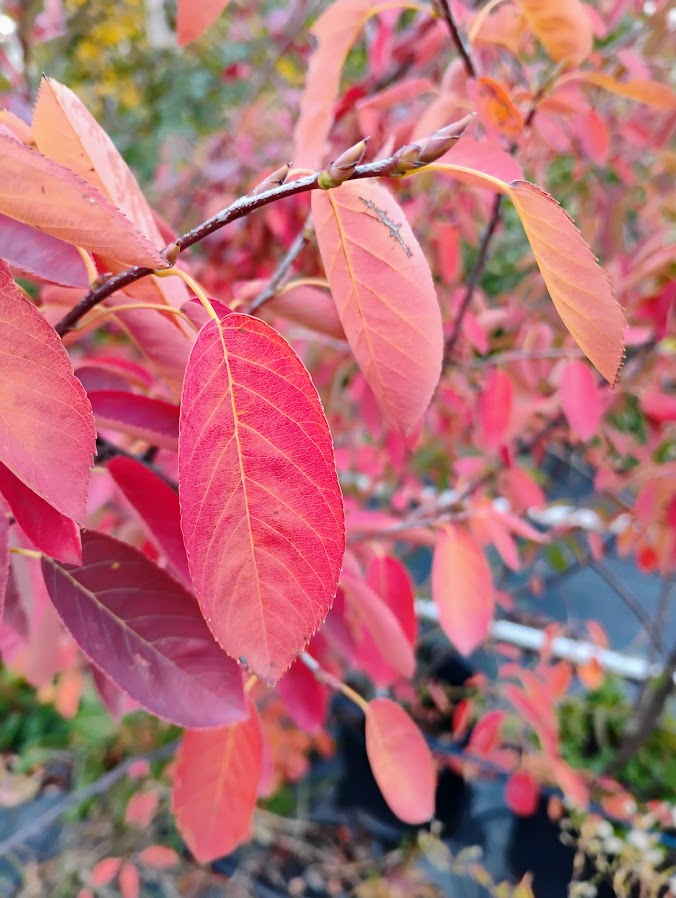 Autumn Brilliance Serviceberry (Juneberry)