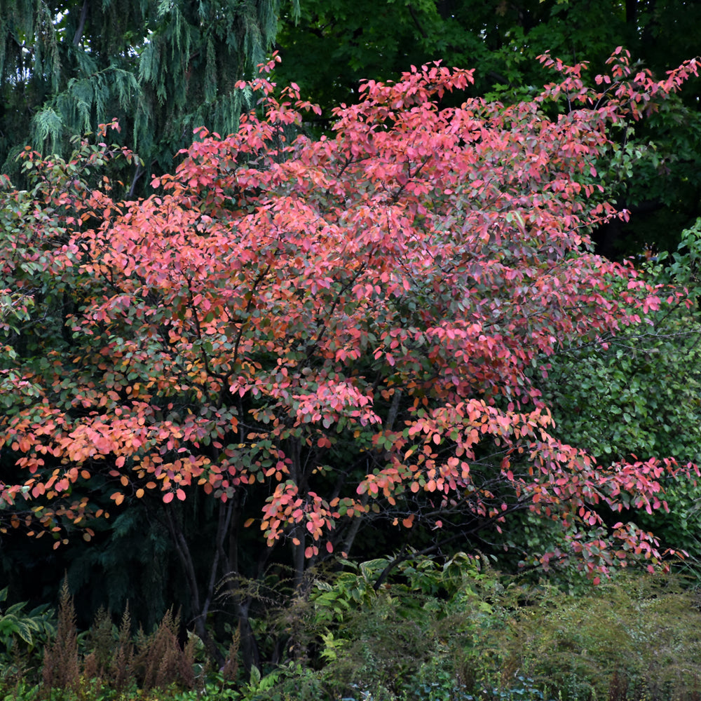 Autumn Brilliance Serviceberry