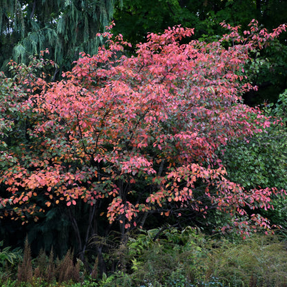 Autumn Brilliance Serviceberry