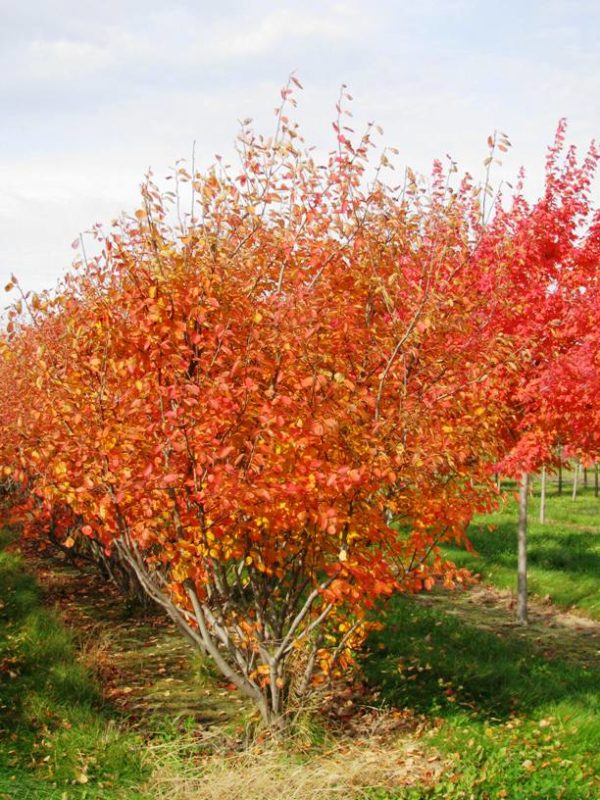 Autumn Brilliance Serviceberry