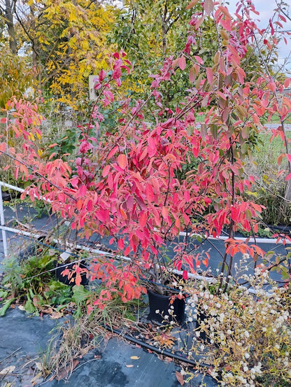 Autumn Brilliance Serviceberry (Juneberry)