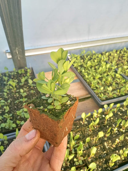 Blue Wild Indigo Plant - Baptisia australis - 2" Plug