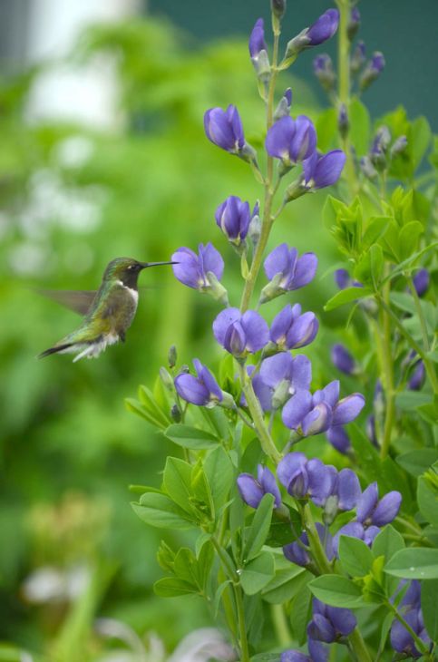 Blue Wild Indigo Plant - Baptisia australis - 2" Plug