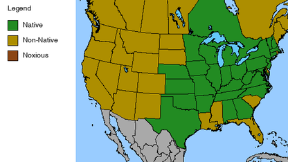 Blue Wild Indigo Plant - Baptisia australis - 2" Plug