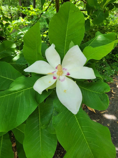 Bigleaf Magnolia