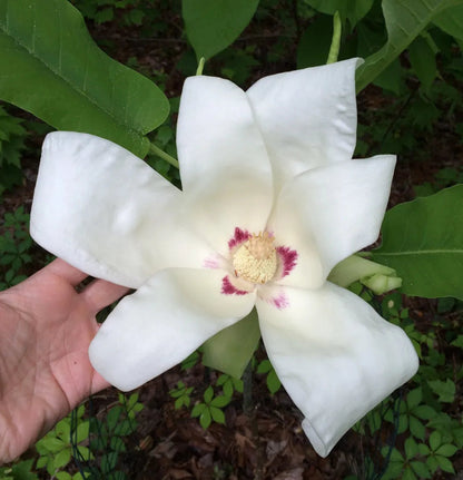 Bigleaf Magnolia