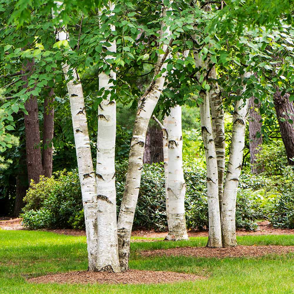 Paper Birch Clump Form (Betula papyrifera)