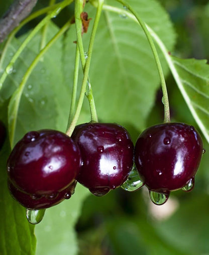 Black Gold Cherry – Dwarf