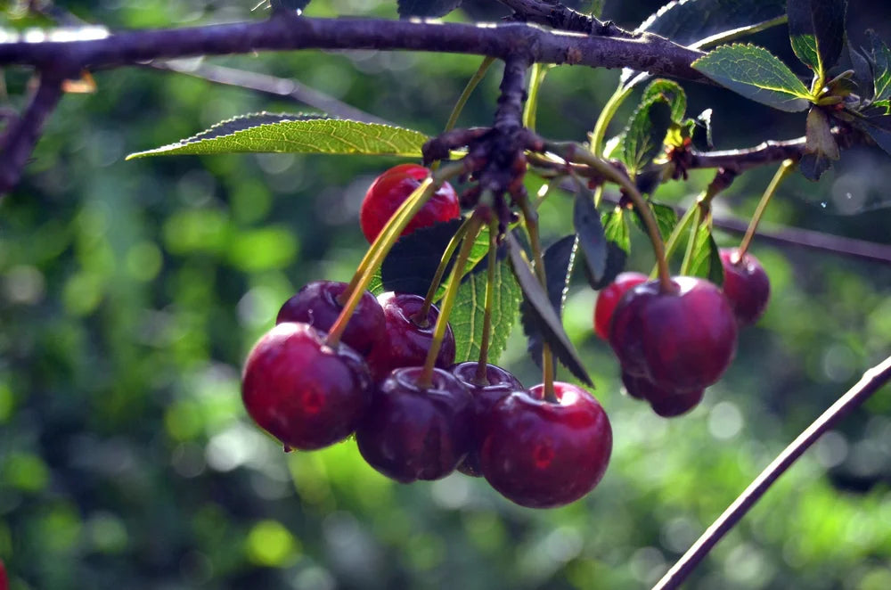 Black Gold Cherry – Dwarf