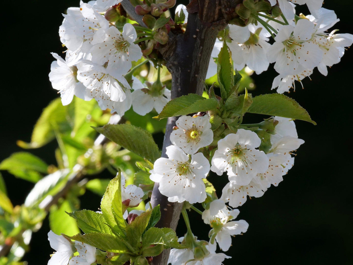 Black Gold Cherry – Dwarf