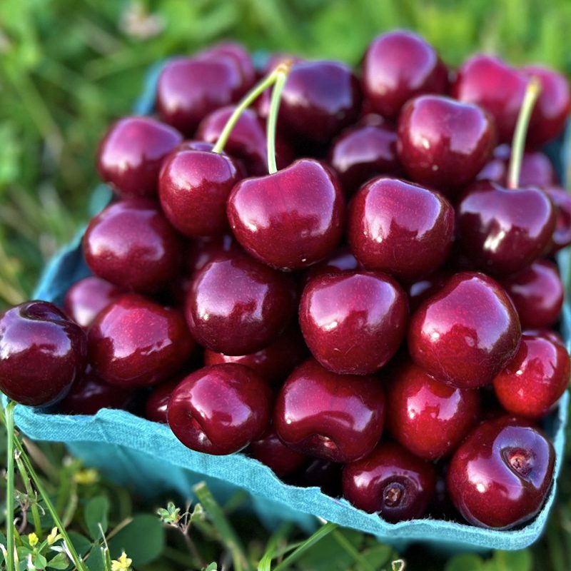 Black Gold Cherry – Dwarf Rootstock – Zuba Plants
