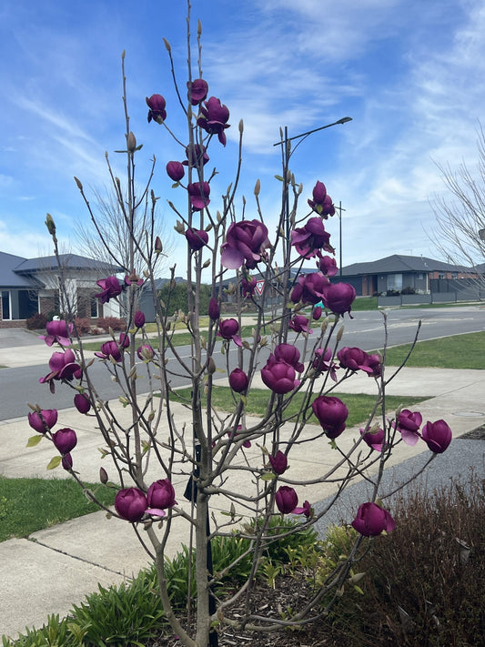 Black Tulip Magnolia