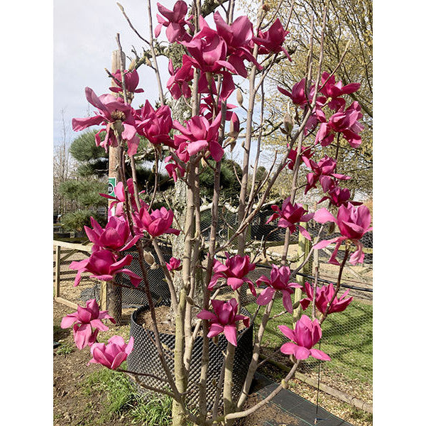 Black Tulip Magnolia