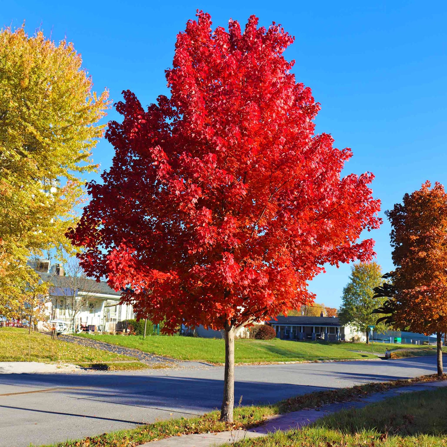 Autumn Blaze Maple (Acer × freemanii ‘Jeffersred’)