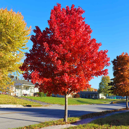 Autumn Blaze Maple (Acer × freemanii ‘Jeffersred’)