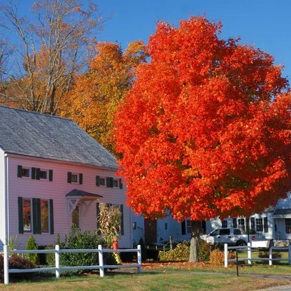 Autumn Blaze Maple (Acer × freemanii ‘Jeffersred’)
