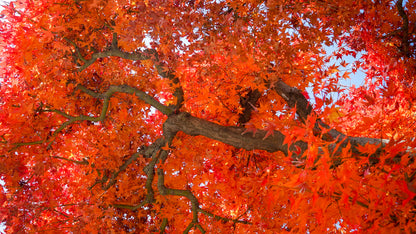 Autumn Blaze Maple (Acer × freemanii ‘Jeffersred’)