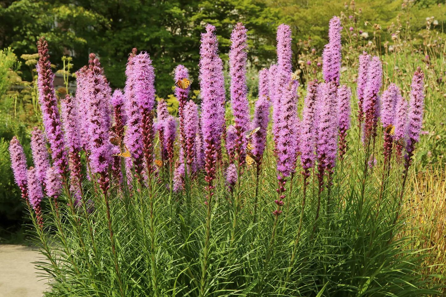 Dense Blazing Star Plant - Liatris spicata - 2" Plug