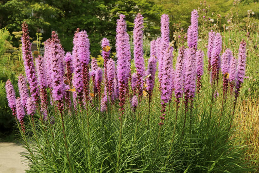 Dense Blazing Star Plant - Liatris spicata - 2" Plug
