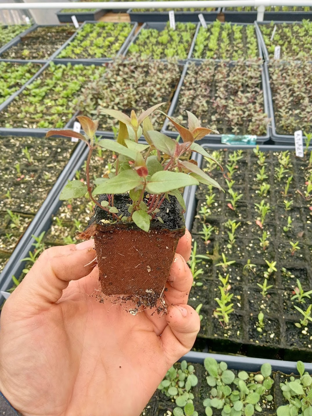 Bradbury's Bee Balm Plant - Monarda bradburiana - 2" Plug