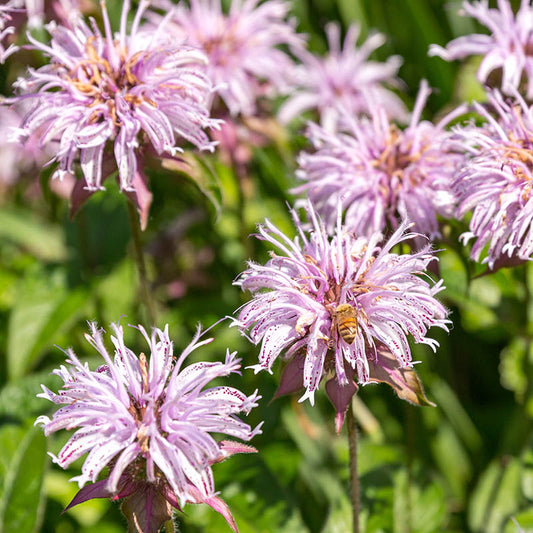 Bradbury's Monarda Plant - Monarda bradburiana - 2" Plug