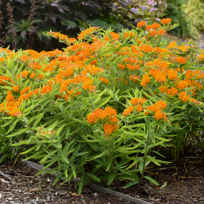 Butterfly Weed Plant - Asclepias tuberosa - 2" Plug