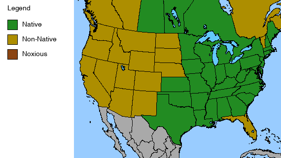 Paintbrush Plant - Castilleja coccinea - 2" Plug