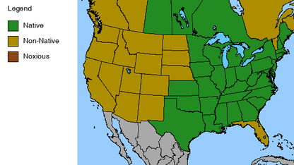 Paintbrush Plant - Castilleja coccinea - 2" Plug