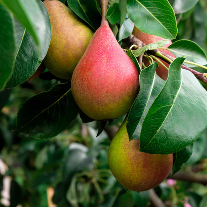 Summercrisp Pear (Pyrus) – HUGE - Disease Resistant - Semi-Dwarf