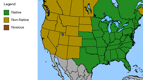 New Jersey Tea Plant - Ceanothus americanus - 2" Plug