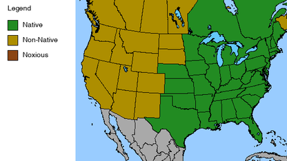 New Jersey Tea Plant - Ceanothus americanus - 2" Plug