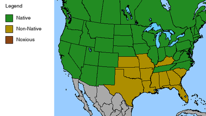 Fireweed Plant - Chamaenerion angustifolium - 2" Plug