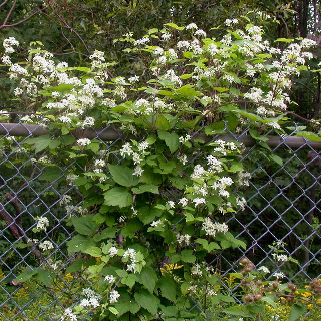 Virgin's Bower Plant - Clematis virginiana - 2" Plug