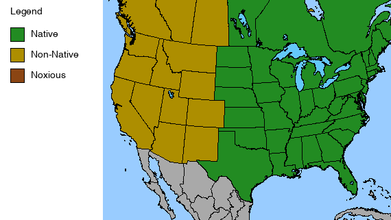 Virgin's Bower Plant - Clematis virginiana - 2" Plug