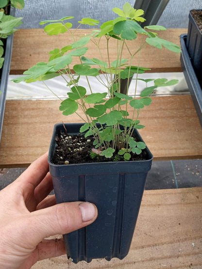 Woodland Columbine Plant - Aquilegia canadensis - 3.5" Pot
