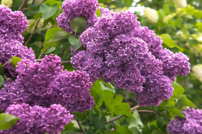 Common Purple Lilac (Syringa vulgaris)