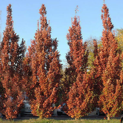 Crimson Spire Oak