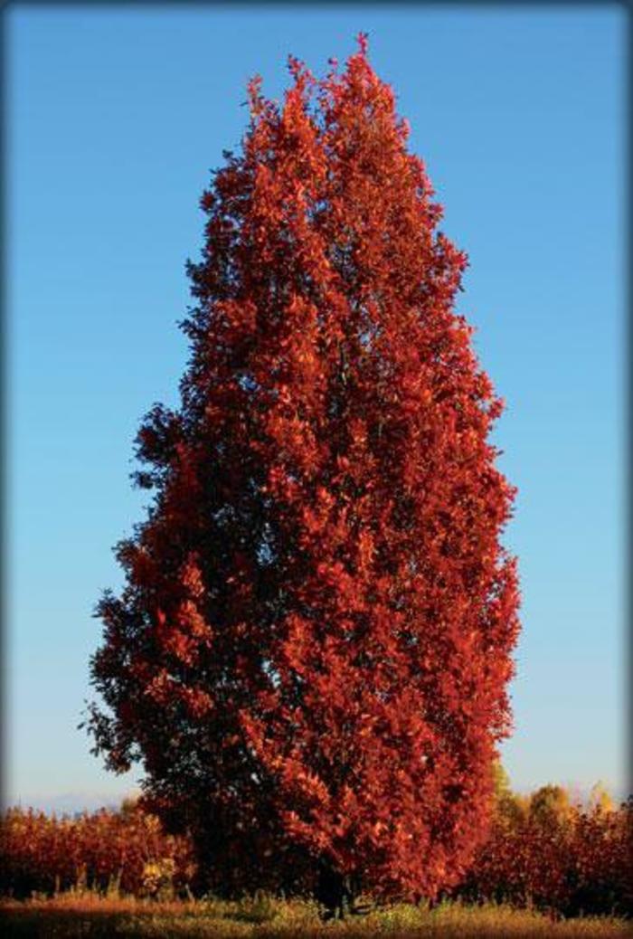 Crimson Spire Oak