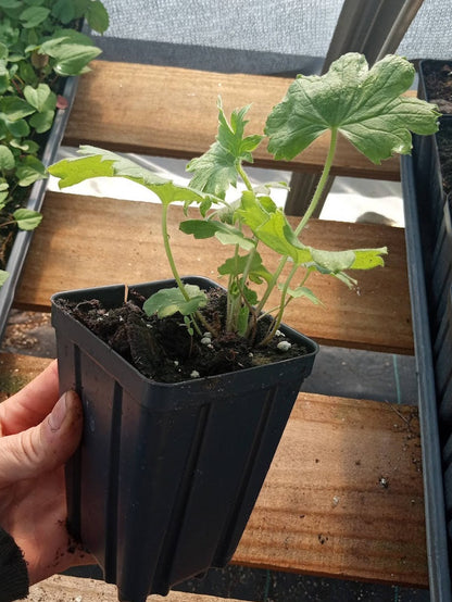 Pacific Giant Delphinium Plant - Delphinium elatum - 3.5" Pot