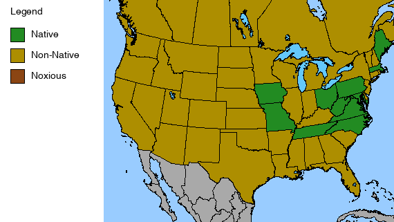 Tall Larkspur Plant - Delphinium exaltatum - 2" Plug