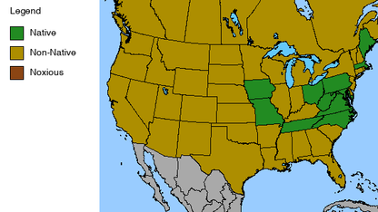 Tall Larkspur Plant - Delphinium exaltatum - 2" Plug